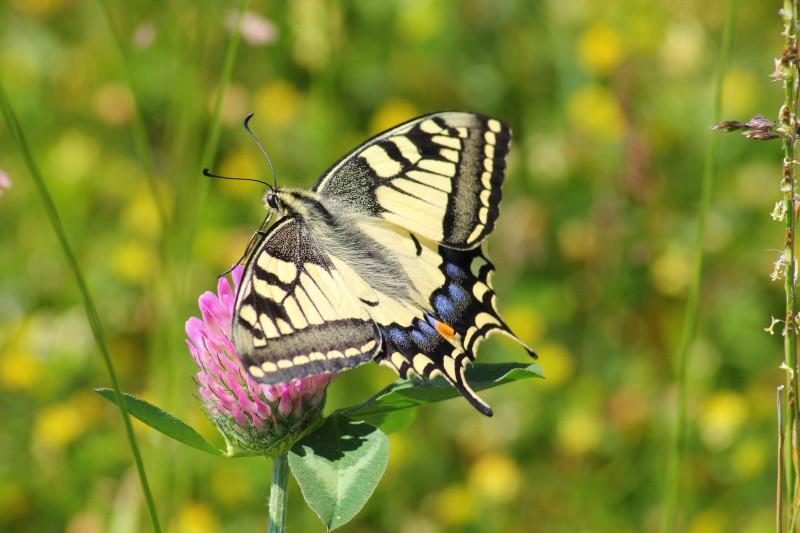 Nos jardiniers et jardinières à la chasse aux papillons !