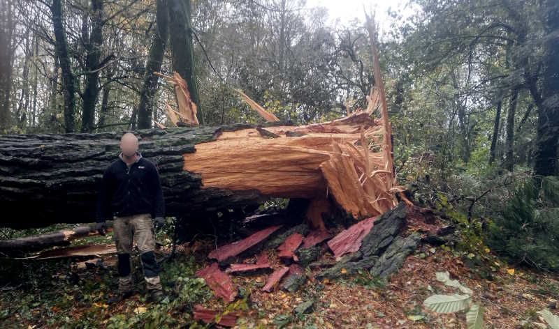 Manoir de Kernault - Tempête Ciaran 2