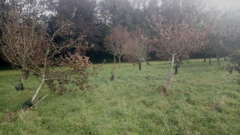 Manoir de Kernault - Tempête Ciaran 3