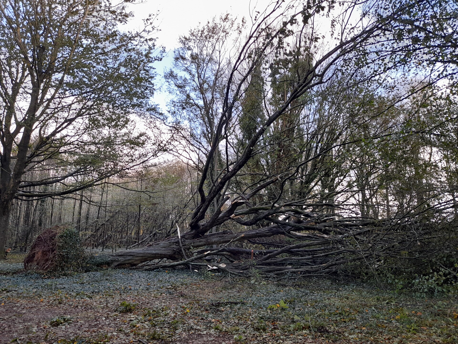 Château de Kerjean - Tempête Ciaran 3