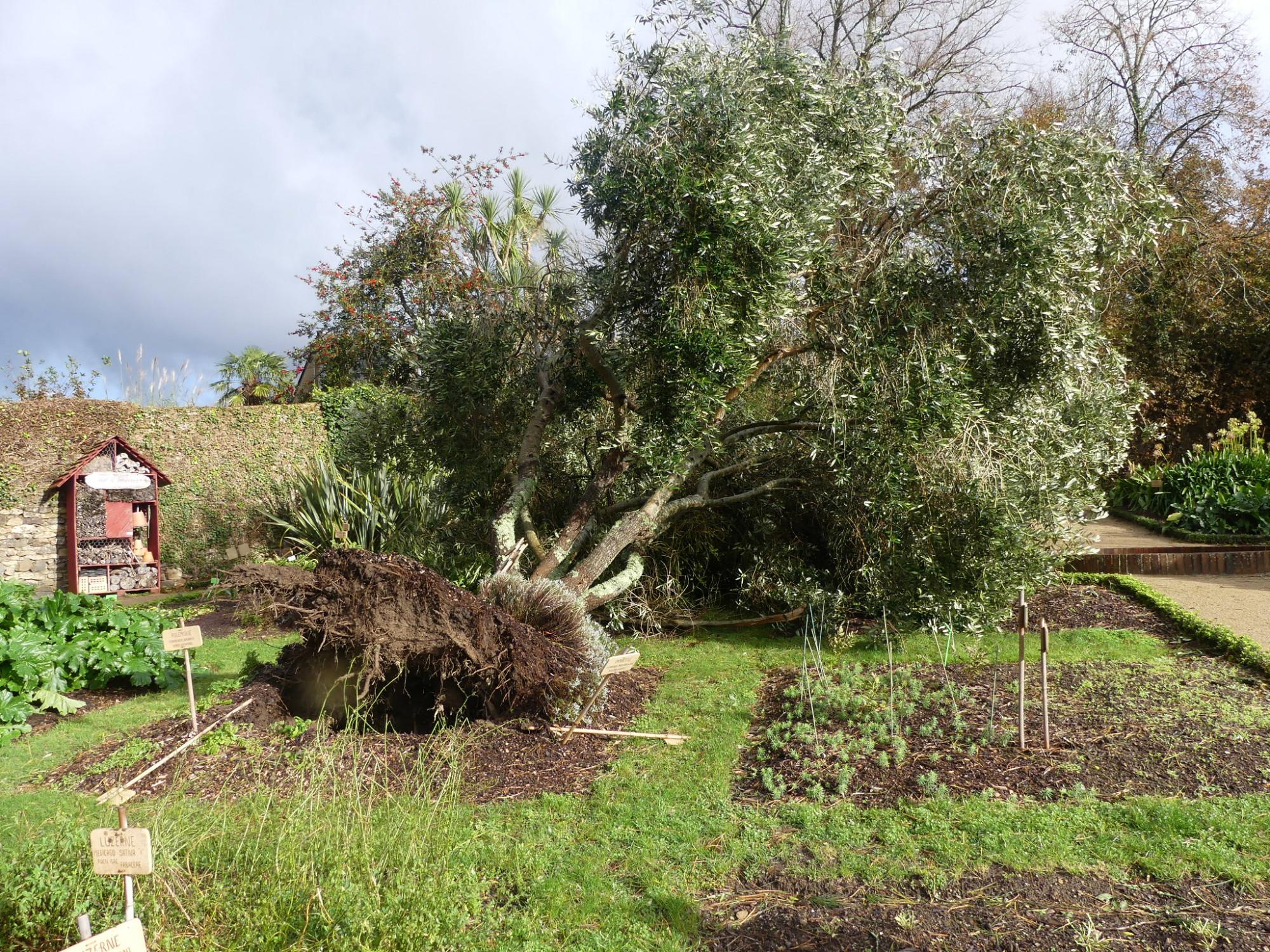 Abbaye de Daoulas - Tempête Ciaran