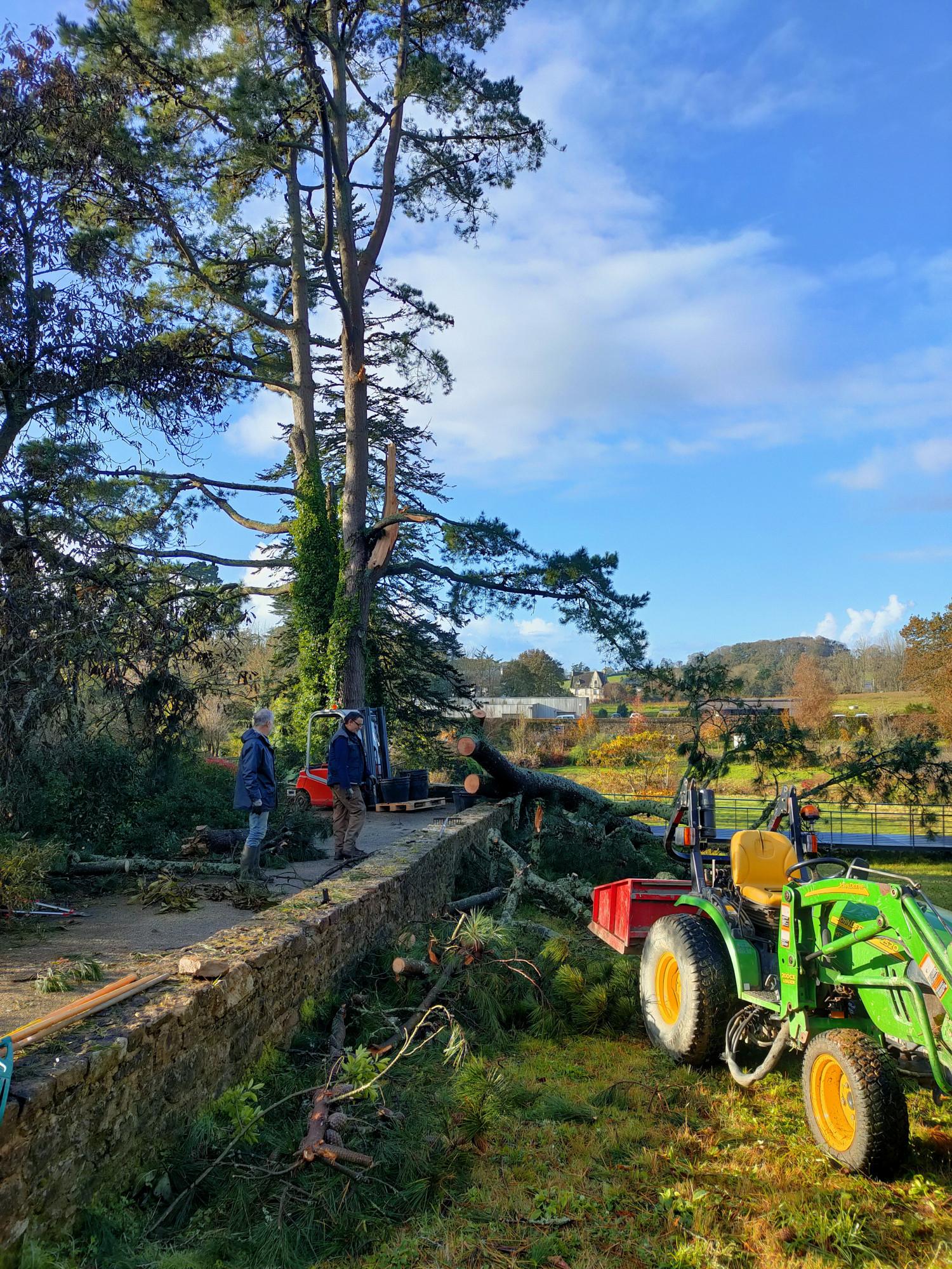 Abbaye de Daoulas - Tempête Ciaran 3